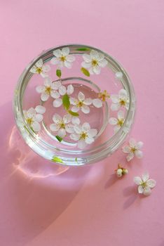 Cherry blossom twig with water bowl on pink background