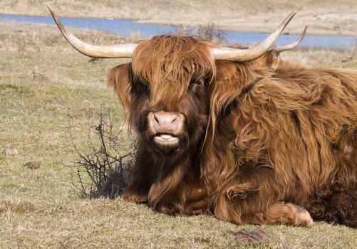 closeup of head of galloway mammal animal with brown hair in dutch nature