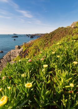 Ocean View over Iceplant Flowers, Northern California, Color Image