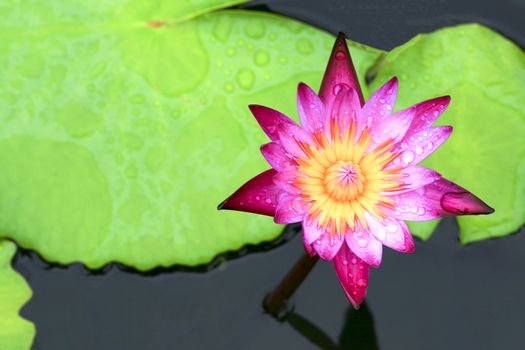  Lotus flower plants and  beautiful 