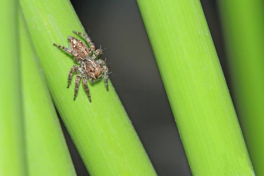 Spider on grass in the garden