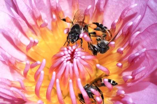 Bee in lotus in the garden on daylight and lotus's pink.