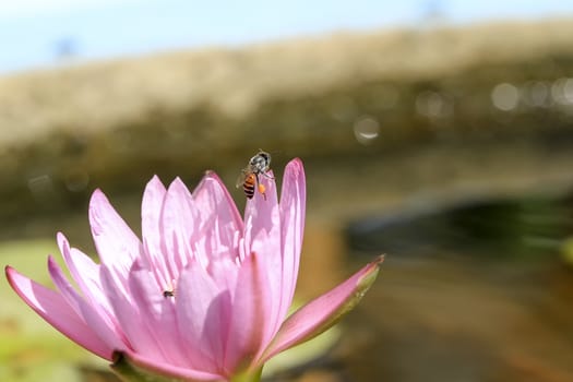 Bee in lotus in the garden on daylight and lotus's pink.