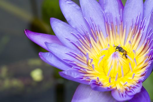 Bee in lotus in the garden on daylight and lotus's purple.
