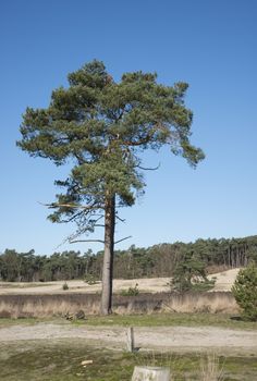 single pine tree in holland with sand and blue sky background