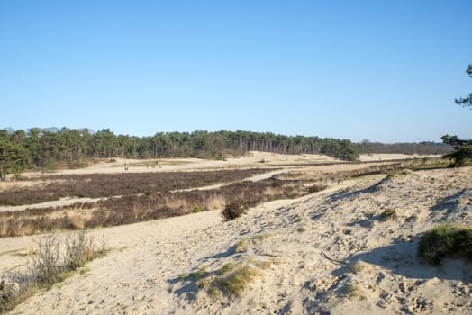 nature area loonse en drunense duinen with people walking in holland with blue sky sand and nobody in winter