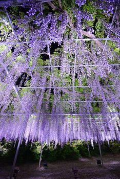 wisteria flowers in japan with illumination