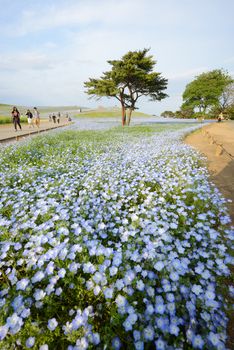 nemophila bloom in japan