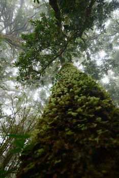 Thailand tropical jungle in Chiang Mai, Thailand