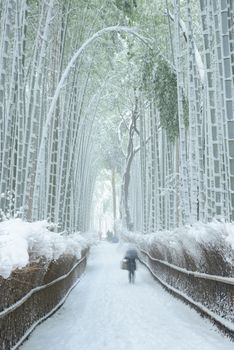 Arashiyama bamboo forest in winter