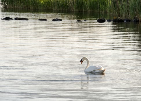 swan swimming in the water