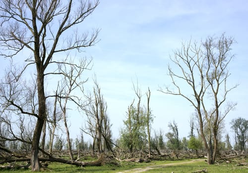 forest with dead and fallen trees after a storm