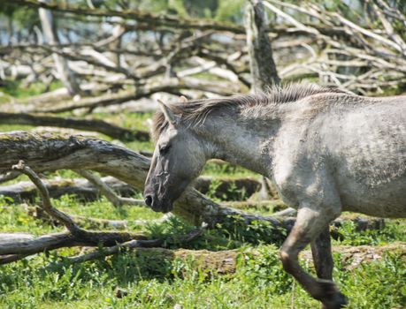 wild konink horse in oostvaarders plassen dutch nature area
