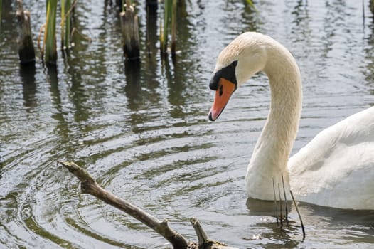 closeup from white swan swimming in the river