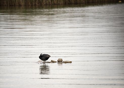 moorhen standing on rocks in the water