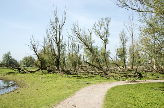 forest with dead and fallen trees after a storm