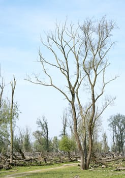 forest with dead and fallen trees after a storm