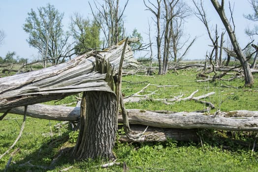 forest with dead and fallen trees after a storm