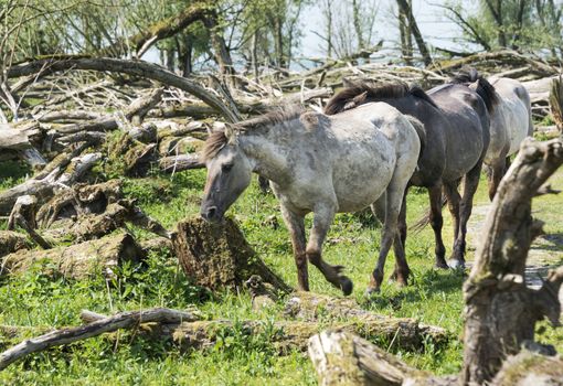 wild konink horses in oostvaarders plassen dutch nature area