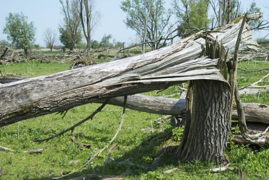 forest with dead and fallen trees after a storm