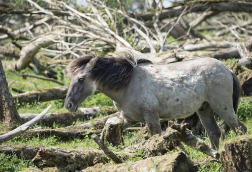 wild konink horse in oostvaarders plassen dutch nature area