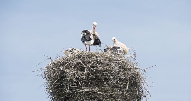 nest with stork couple with young in holland with blue sky as background