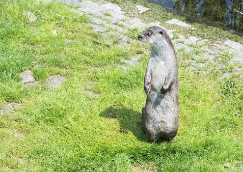 curious otter standing on green grass near the water