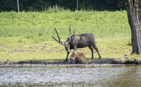 male and female couple red deer in Holland