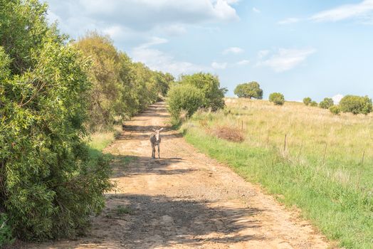 A farm scene with a donkey on a farm road at the Koranna Mountain near Excelsior in the Free State Province of South Africa