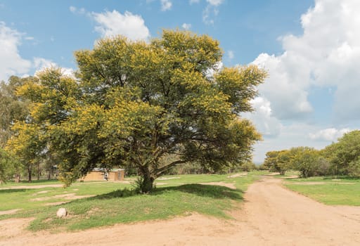 A farm scene with dirt roadat the Koranna Mountain near Excelsior, a small town in the Free Strate Province
