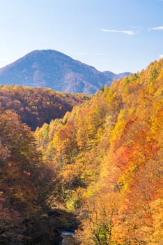 Nakatsugawa gorge from bridge at Fukushima in autumn fall Japan