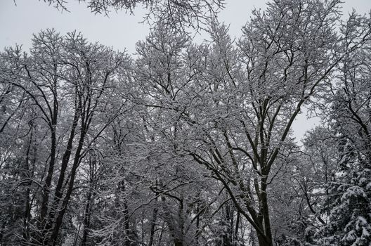 Snowy trees in winter late afternoon, Bankia Sofia