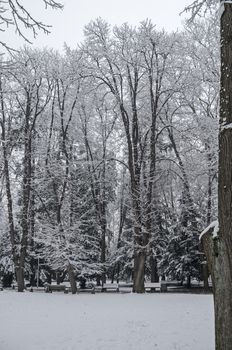 Snowy trees in winter late afternoon, Bankia Sofia