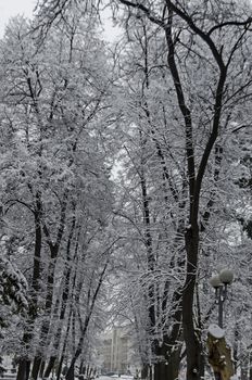 Snowy trees in winter late afternoon, Bankia Sofia