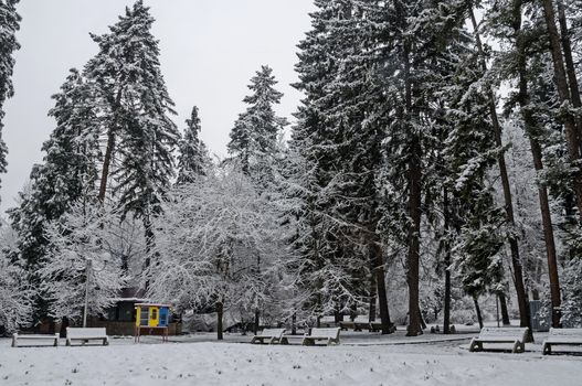 Snowy trees in winter late afternoon, Bankia Sofia