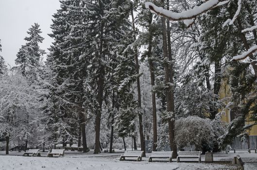 Snowy trees in winter late afternoon, Bankia Sofia