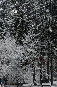 Snowy trees in winter late afternoon, Bankia Sofia