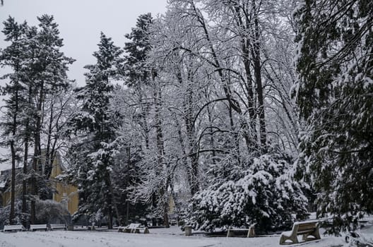 Snowy trees in winter late afternoon, Bankia Sofia