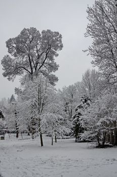 Snowy trees in winter late afternoon, Bankia Sofia