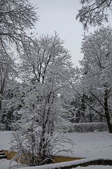 Snowy trees in winter late afternoon, Bankia Sofia