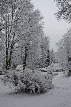 Snowy trees in winter late afternoon, Bankia Sofia