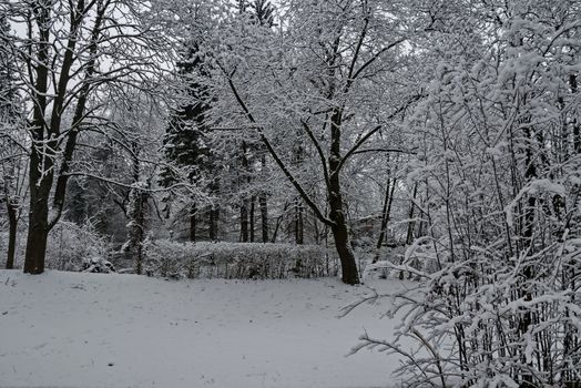 Snowy trees in winter late afternoon, Bankia Sofia