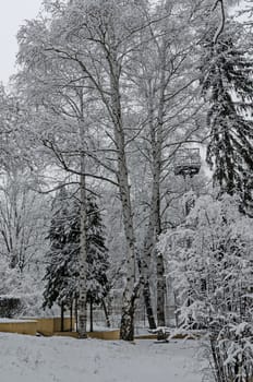 Snowy trees in winter late afternoon, Bankia Sofia