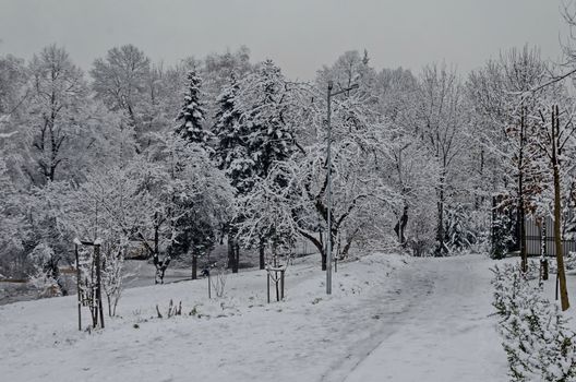 Snowy trees in winter late afternoon, Bankia Sofia