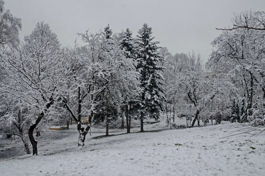 Snowy trees in winter late afternoon, Bankia Sofia