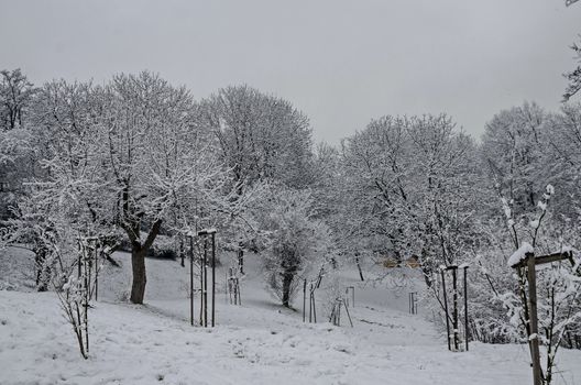 Snowy trees in winter late afternoon, Bankia Sofia