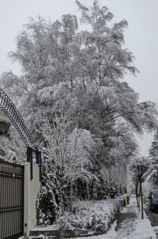 Snowy trees in winter late afternoon, Bankia Sofia