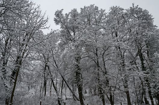 Snowy trees in winter late afternoon, Bankia Sofia