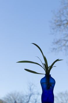 Blue vase shaped as a man with plant, sky background. Different shades of blue. Lots of blue sky/space.
