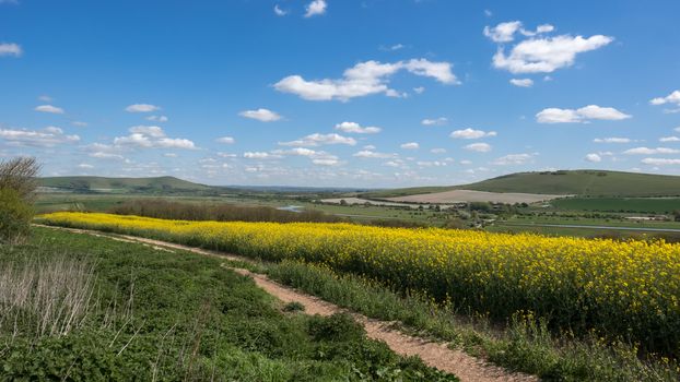 Rapeseed in the Rolling Sussex Countryside